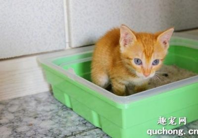 培养猫咪使用猫砂盆的习惯缩略图