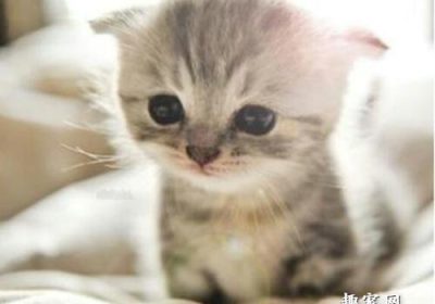 猫咪肠道堵塞应对策略缩略图