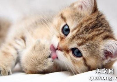 如何谨慎预防猫咪毛球积聚？缩略图