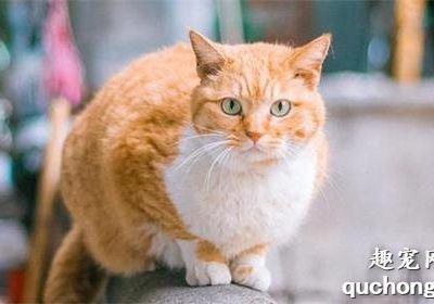 绝育后的猫咪为什么会变胖？缩略图