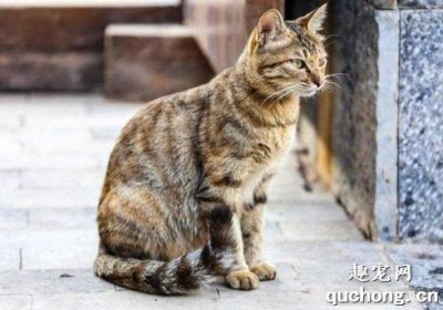 养猫新手应选择哪种猫咪品种？缩略图