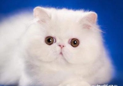 猫咪绝育手术不完全的迹象缩略图