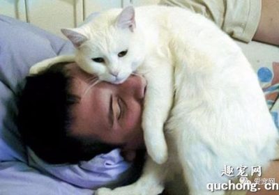 为何小猫偏好于在人头部打盹？缩略图