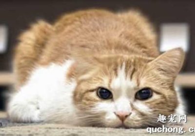 猫咪能否饮用蜂蜜水？缩略图