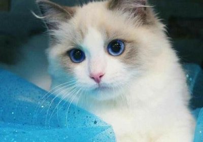 布偶猫在发情期是否会变得极具攻击性？缩略图