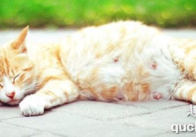 猫咪怀孕期间适宜摄取哪些食物以增强营养？缩略图
