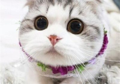 如何预防折耳猫的软骨疾病？缩略图