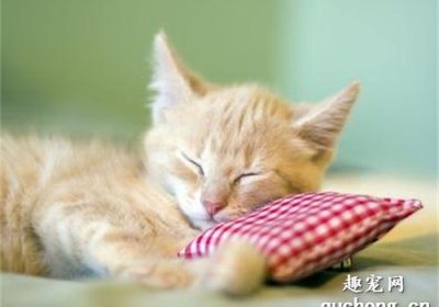 猫咪睡觉时为何会出现抽搐现象？缩略图
