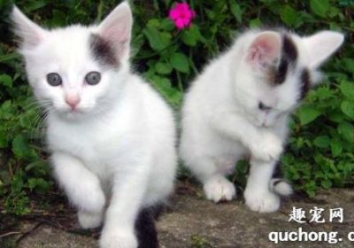 猫咪频繁磨蹭臀部可能与肛门腺炎症有关缩略图
