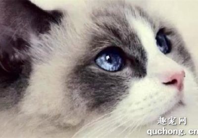 难道所有布偶猫的眼睛都必须是蓝色才能证明它们是纯种吗？缩略图