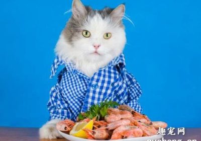 为何猫咪排斥食用虾类？缩略图