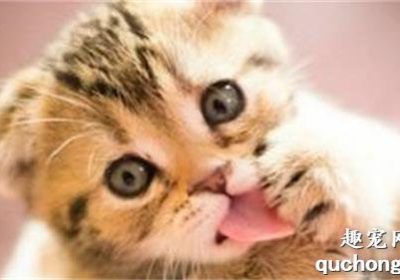 猫咪排泄带血是怎么回事？缩略图