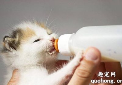 羊奶适合小猫饮用吗？缩略图