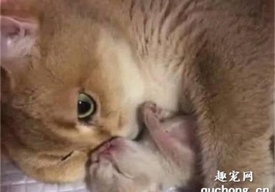 猫妈妈为何持续舔舐其幼崽？缩略图