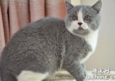 英短和布偶猫交配后代会是怎样的？缩略图