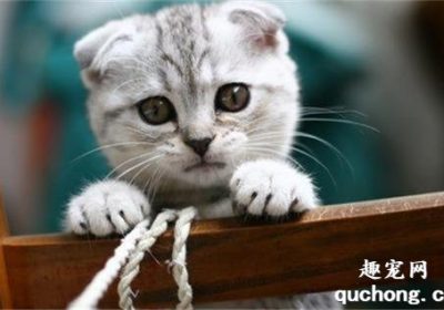如何应对猫咪的尿道堵塞问题缩略图