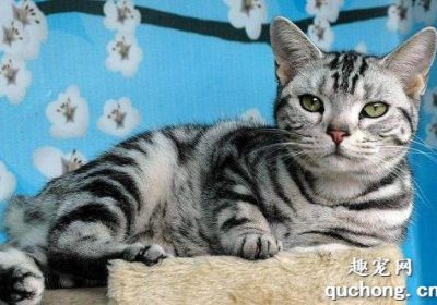 猫咪尿血应如何处理？缩略图