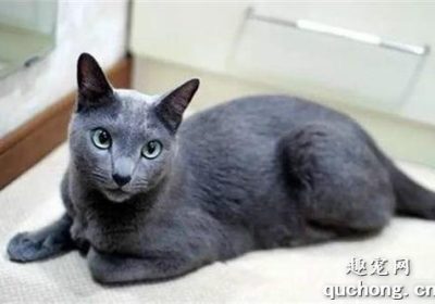 如何正确饲养俄罗斯蓝猫缩略图