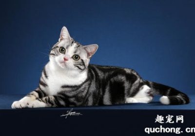 如何辨别美国短毛猫与中华狸花猫？缩略图