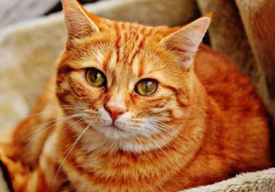 如何训练猫理解人类语言缩略图