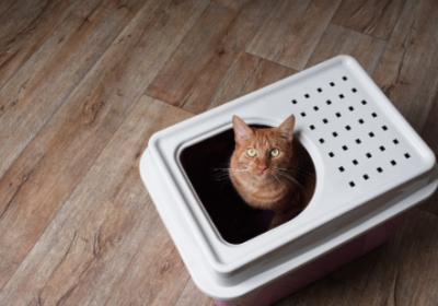 如何训练猫咪使用猫砂盘缩略图