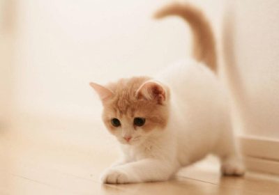 如何教导猫咪以促使其顺从并保持学习效果缩略图