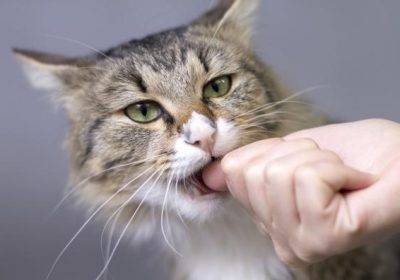 如何训练猫咪避免咬人缩略图