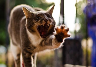如何应对猫咪搬家后的持续叫唤缩略图
