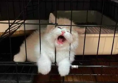 如何应对猫咪笼中持续叫唤的行为缩略图