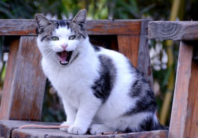 如何应对猫咪离家出走缩略图