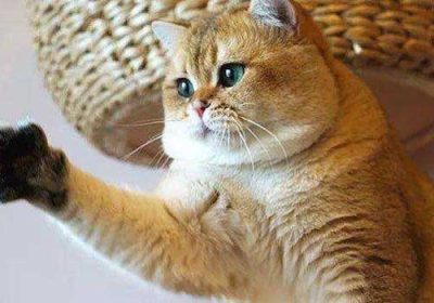 探究猫咪为何突袭咬伤主人缩略图