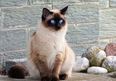 两个月大的猫咪频繁咬人，原因何在？缩略图