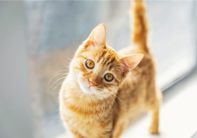 如何教育猫咪不再抓人缩略图