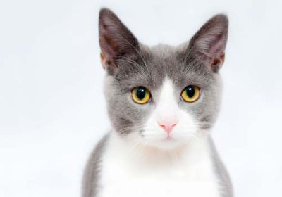 如何训练猫咪停止咬人行为缩略图