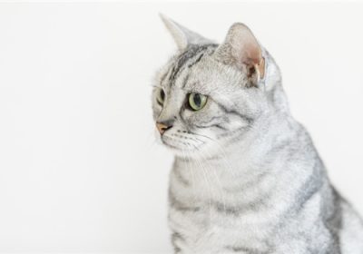 双标题：如何温和引导狂野猫咪缩略图