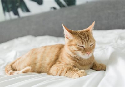 小猫何时学会收爪子缩略图