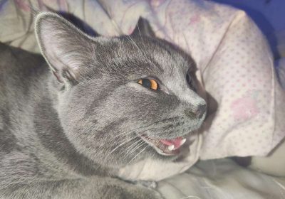 新猫向旧猫哈气是否应加以干预缩略图