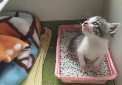 小奶猫何时能独立完成排泄活动缩略图