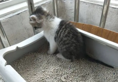 如何教导两个月大的猫咪使用猫砂盆缩略图