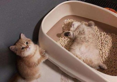 小猫是否会本能地使用猫砂盆进行如厕？缩略图