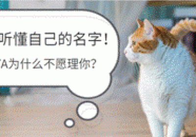 探究猫儿是否真能识其名？抑或只是充耳不闻？缩略图