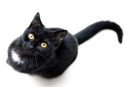 猫咪为何总是渴望外出：是否意味着它们不喜欢主人？缩略图