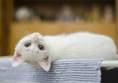 母猫翻滚的缘由何在缩略图