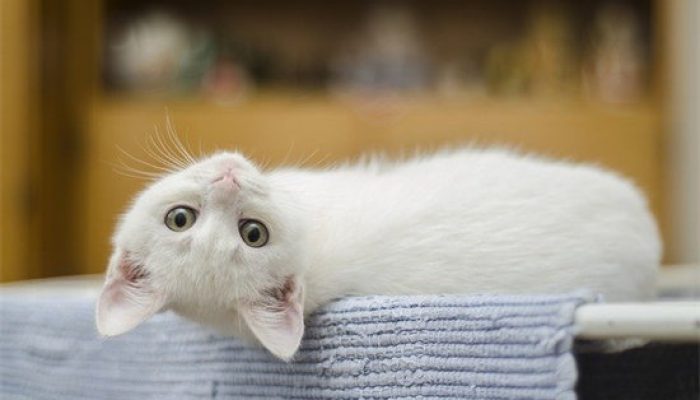 母猫翻滚的缘由何在缩略图