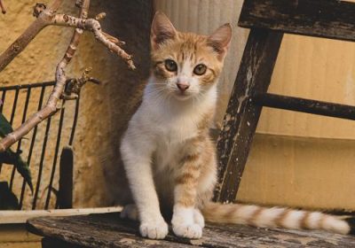 如何教导猫咪在猫砂盆中如厕缩略图