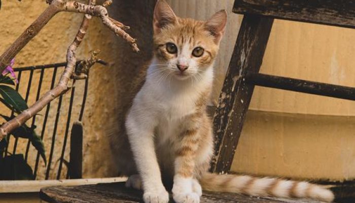 如何教导猫咪在猫砂盆中如厕缩略图