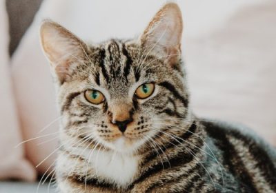 如何应对喵喵叫不停的小猫咪缩略图