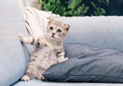猫咪为何爱咬人？缩略图