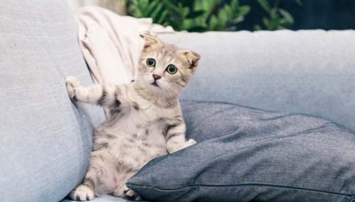 猫咪为何爱咬人？缩略图