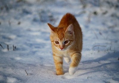 如何培养一只一岁多的猫咪对新主人的忠诚度？缩略图